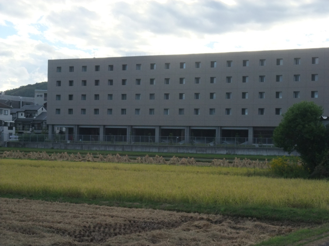 京都府 長岡京市 城の里 南から、勝竜寺 三枚田の稲穂を望む 向こうに見える建物は「ダイハツ自動車工業 長岡京寮」 京都府 長岡京市 城の里 南から、勝竜寺 三枚田の稲穂を望む 向こうに見える建物は「ダイハツ自動車工業 長岡京寮」