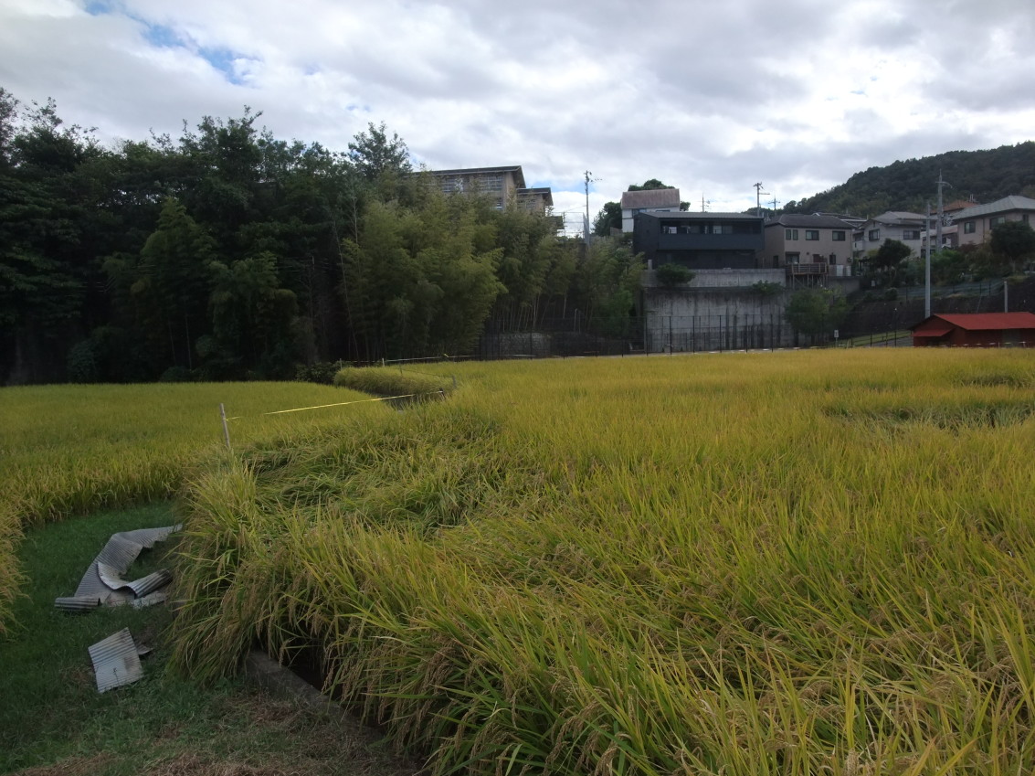 長岡京市 下海印寺の稲穂。写真左上は長岡京市立長岡第四中学校(長四中・長4中)。写真右は長岡京市高台。 長岡京市 下海印寺の稲穂。写真左上は長岡京市立長岡第四中学校(長四中・長4中)。写真右は長岡京市高台。
